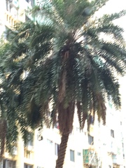 Phoenix canariensis