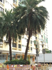 Phoenix canariensis