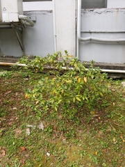 Rhododendron × pulchrum