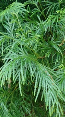 Calocedrus macrolepis