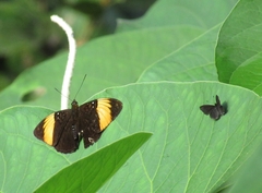 Adelpha melanthe