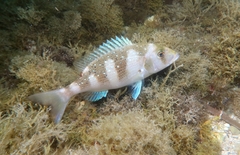 Common Dentex