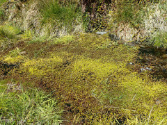Epilobium macropus
