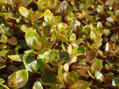 Epilobium macropus