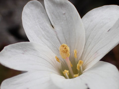 Epilobium macropus