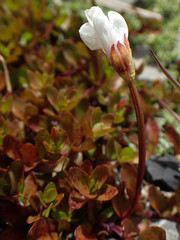 Epilobium macropus