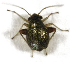 Halticus minutus