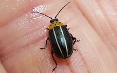 Disonycha conjuncta