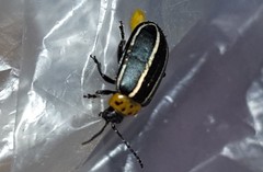 Disonycha conjuncta