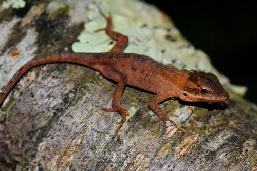 Chiapas Ornate Anole