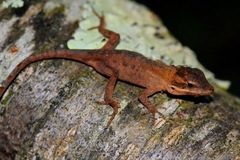Chiapas Ornate Anole photo 2
