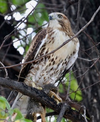 Buteo jamaicensis