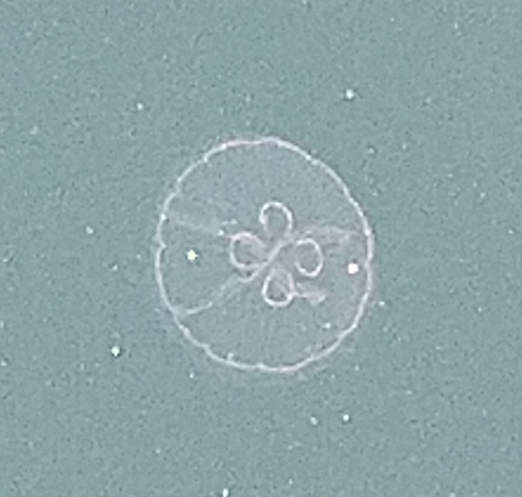 Aurelia aurita (Linnaeus, 1758)