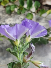 Convolvulus sabatius subsp. mauritanicus image