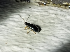 Lysathia ludoviciana
