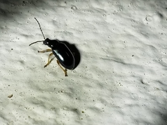 Lysathia ludoviciana