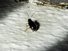 Lysathia ludoviciana