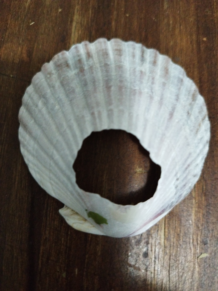 Austrochlamys natans