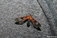 Cosmosoma cingulatum