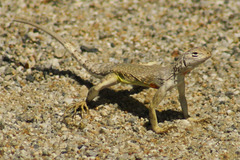 Callisaurus draconoides rhodostictus