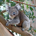Victorian Koala - Photo (c) mscaus, some rights reserved (CC BY-NC)