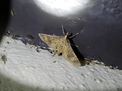 Niphograpta albiguttalis