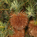 Banksia nutans - Photo (c) Steve Dew,  זכויות יוצרים חלקיות (CC BY-NC), הועלה על ידי Steve Dew