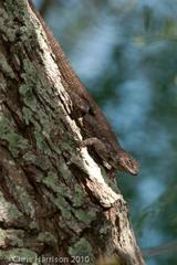 Sceloporus grammicus microlepidotus