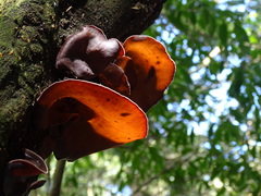 Auricularia heimuer