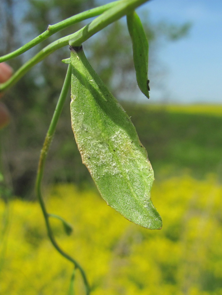Hyaloperonospora arabidopsidis