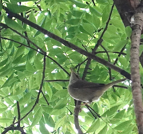 Manchurian Bush Warbler (Horornis canturians), photo 4