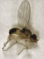 Gaurax mesopleuralis