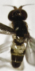 Gaurax mesopleuralis