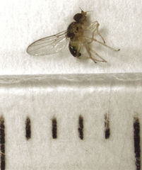 Gaurax mesopleuralis