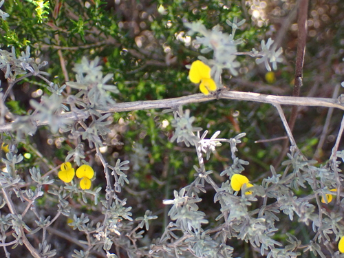 Fingerleaf Capegorse (Aspalathus digitifolia)