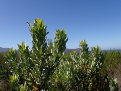 author not stated, no rights reserved Leucospermum formosum, photograph author not stated, no rights reserved