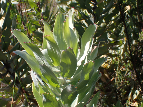 Image of Leucospermum 'spider' (Leucospermum formosum) by no rights reserved