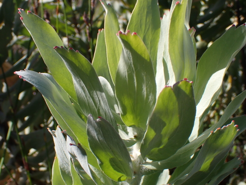 Leucospermum formosum, photograph 4
