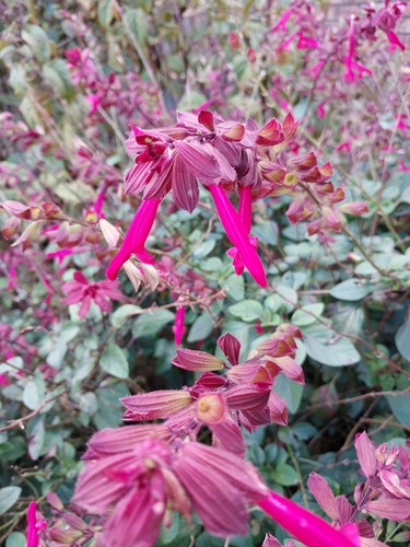 Šalvěj Feathers Flamingo — foto
