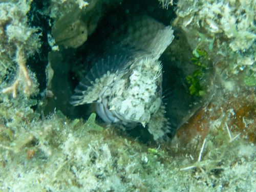 Banded blenny (Salarias fasciatus) — Blenniidae — 5