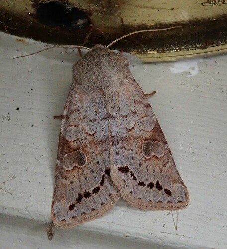 Subdued Quaker photo 2
