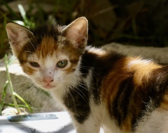 Felis catus