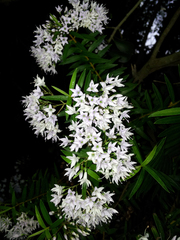 Veronica diosmifolia