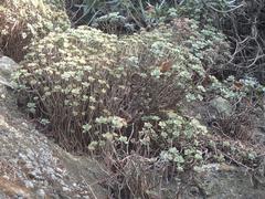 Aeonium haworthii