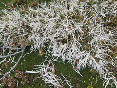 Thamnolia vermicularis vermicularis