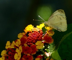 Pieris rapae