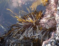 Stephanocystis