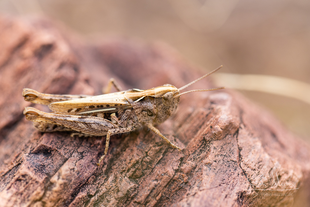 Chorthippus dubius