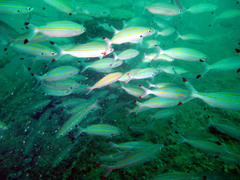 Pterocaesio digramma