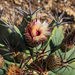 Ferocactus recurvus greenwoodii - Photo (c) Rigel Nava, some rights reserved (CC BY-NC), uploaded by Rigel Nava